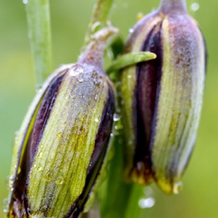 Fritillaria elwesii